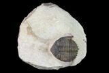 Bargain, Metacanthina Trilobite - Lghaft, Morocco #133965-1